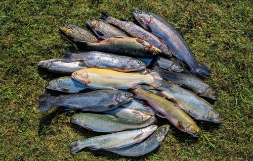 Many caught trout lie in the grass