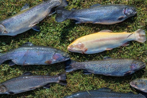 Many caught trout lie in the grass