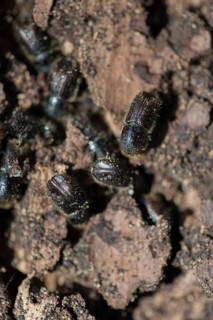 European spruce bark beetle