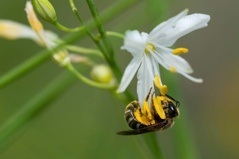 Sweat bee