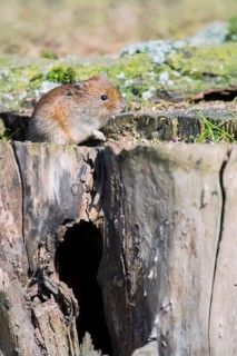 Bank vole