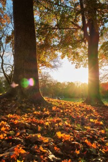 Golden autumn fall October in famous Munich relax place