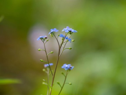 Wood forget-me-not