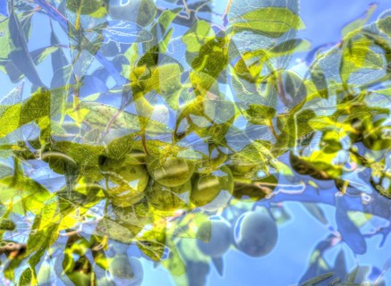 Leaves creative
