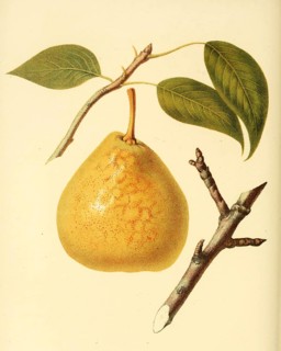 Birne der Sorte Saint Andre Pear