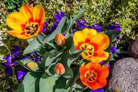 Tulips