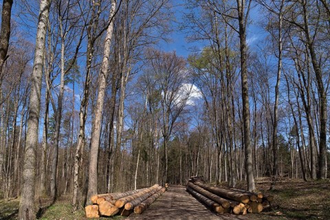 Stacked european spruce