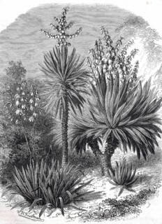 Spanish bayonet