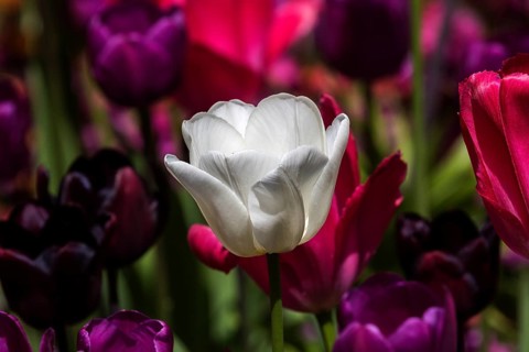 Flowering tulips