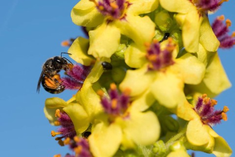 Sweat bee