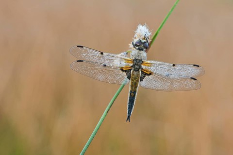 Four-spotted chaser