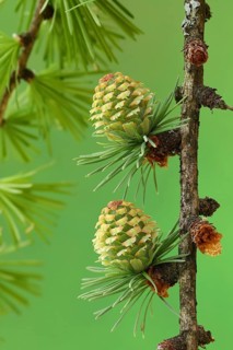 Female flowers of european larch