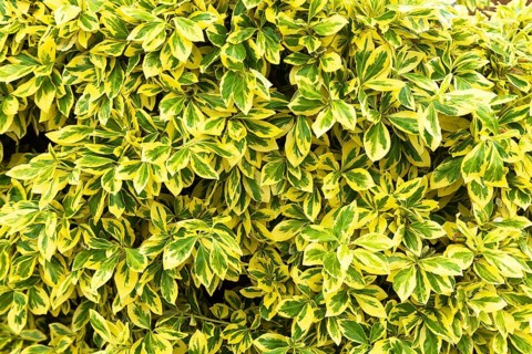 Leaves of oval-leaved privet