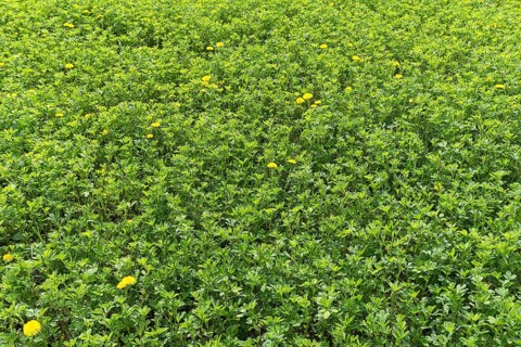 Seeded alfalfa