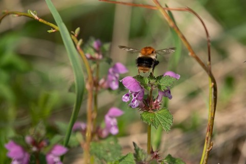 Common carder-bee