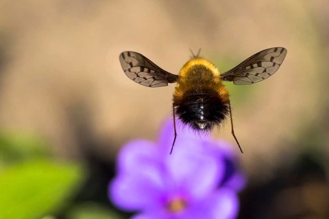 Spotted woolly hawk moth