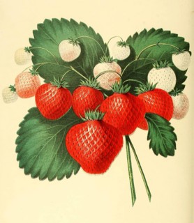 Erdbeere