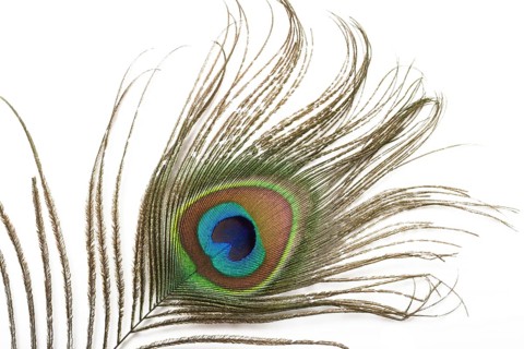 Peacock plume close up