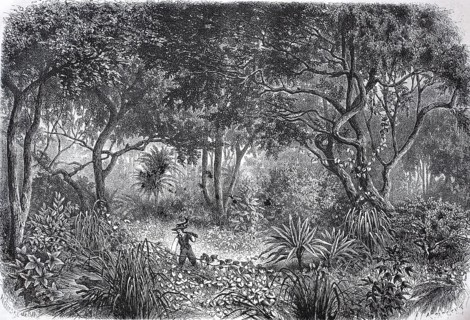 Drawing from the African rainforest in 1880 in present-day Ghana