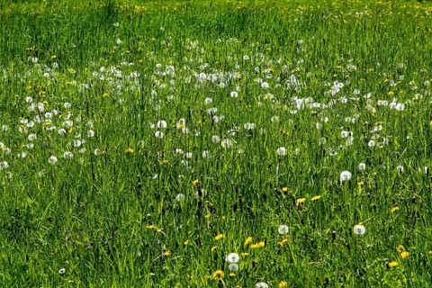 Meadow
