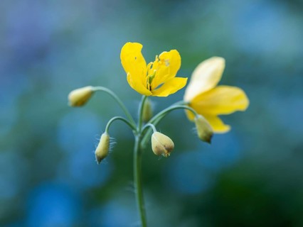 Greater celandine