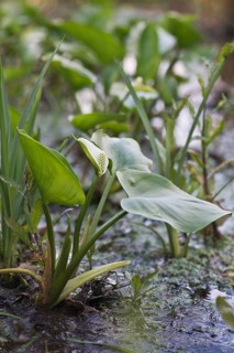 Bog arum