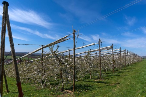 Blossoming wild cherry