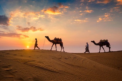 Indian cameleers