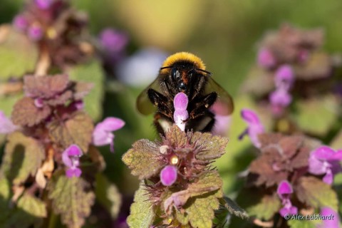Garden bumblebee