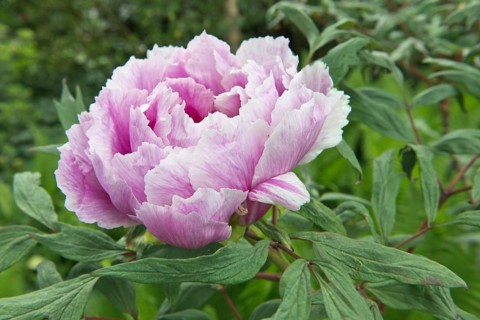 Tree peony