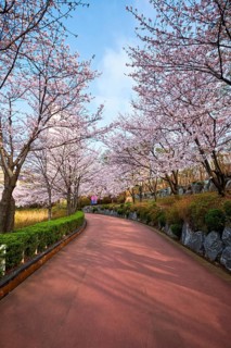 Blooming sakura cherry blossom alley in park in spring