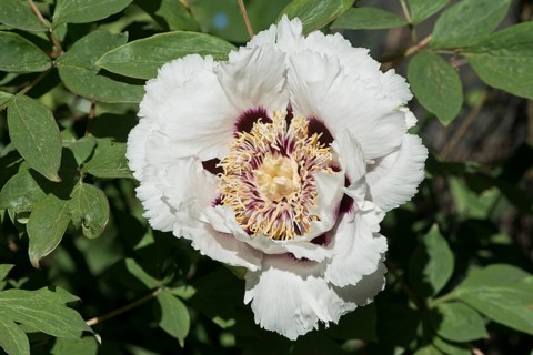 Tree peony