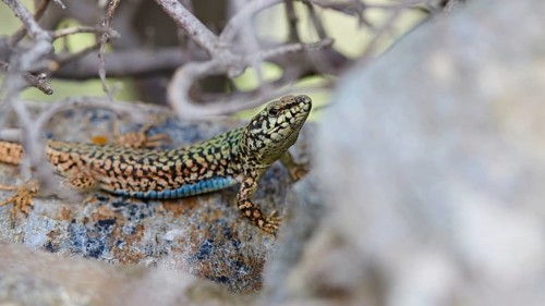Macro photo