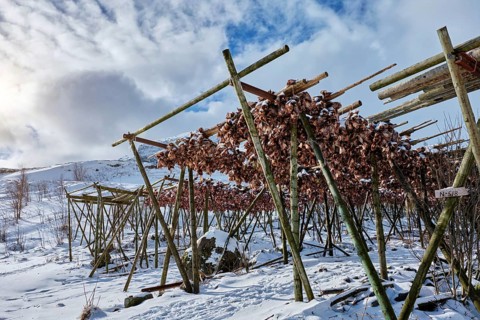 Drying flakes with stockfish cod fish heads in winter A fishing village