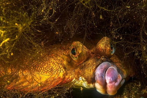 European plaice