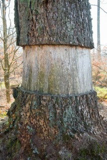 Ringing in the Eifel National Park