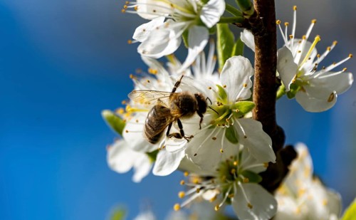 A bees