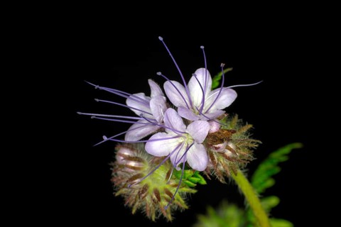 Lacy phacelia