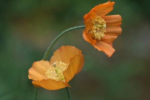Welsh poppy