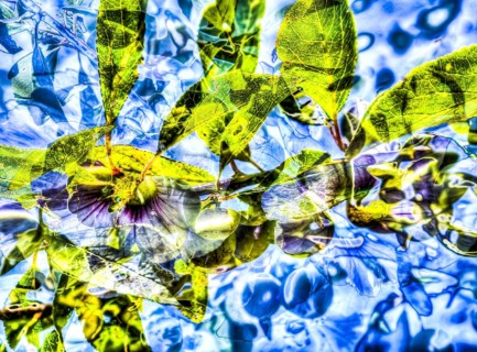 Leaves creative