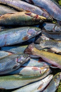 Many caught trout lie in the grass