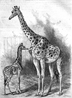 Kordofan giraffe