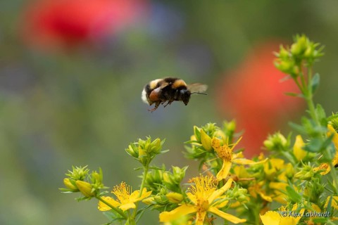 Large earth bumblebee