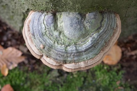 Tinder fungus