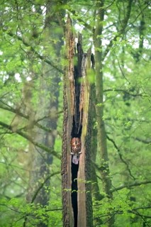 Tawny owl