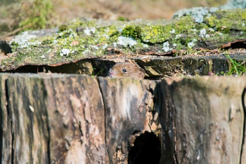 Bank vole