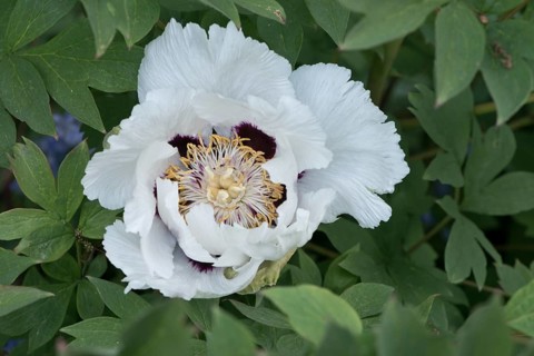 Tree peony