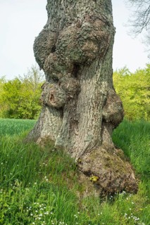 Old gnarled elm tree in Charlottenlund avenue