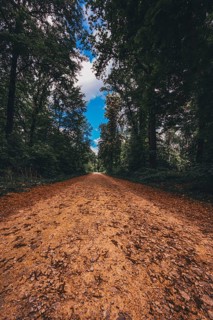 Hiking trail in the forest in the Deister near Hanover