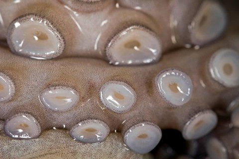 Suction cups on the tentacle of a freshly caught mexican four-eyed octopus